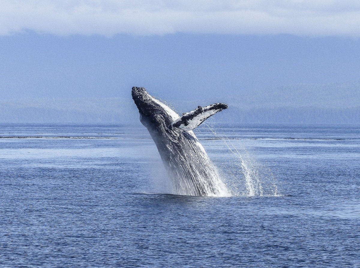 Avistamientos de Ballenas